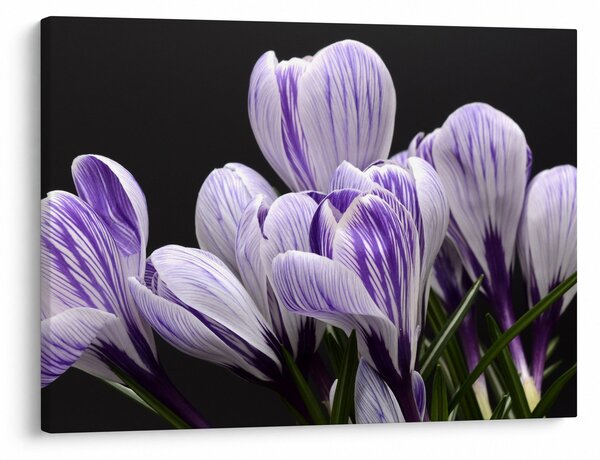 Tablou - Crocus violet (70x50 cm)