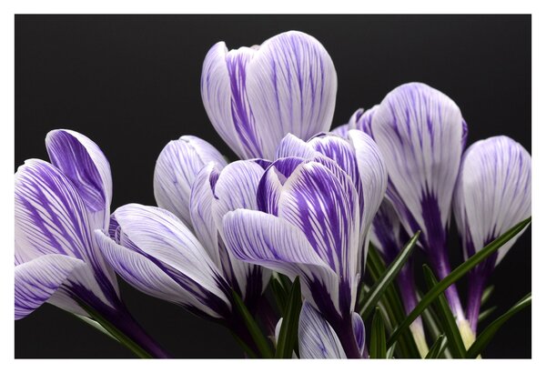 Tablou - Crocus violet (90x60 cm)