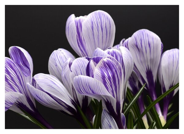Tablou - Crocus violet (70x50 cm)