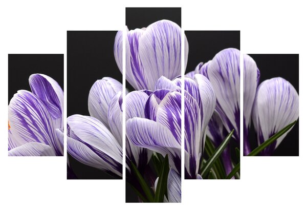 Tablou - Crocus violet (150x105 cm)