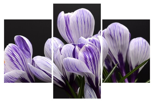 Tablou - Crocus violet (90x60 cm)