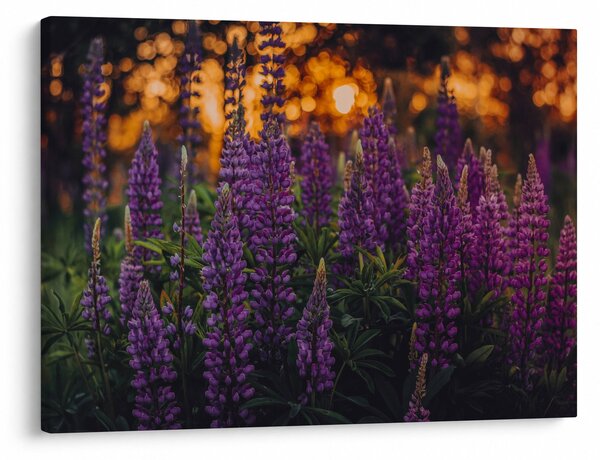 Tablou - Flori de lupin (70x50 cm)