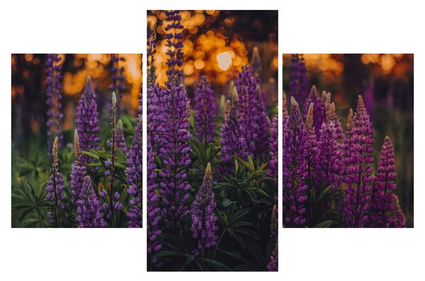 Tablou - Flori de lupin (90x60 cm)