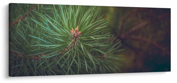 Tablou - Pin (120x50 cm)
