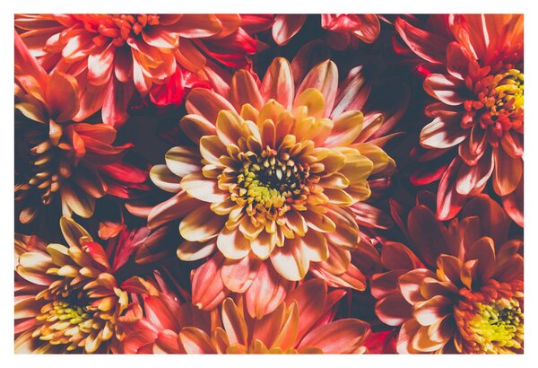 Tablou - Crizantemă (90x60 cm)
