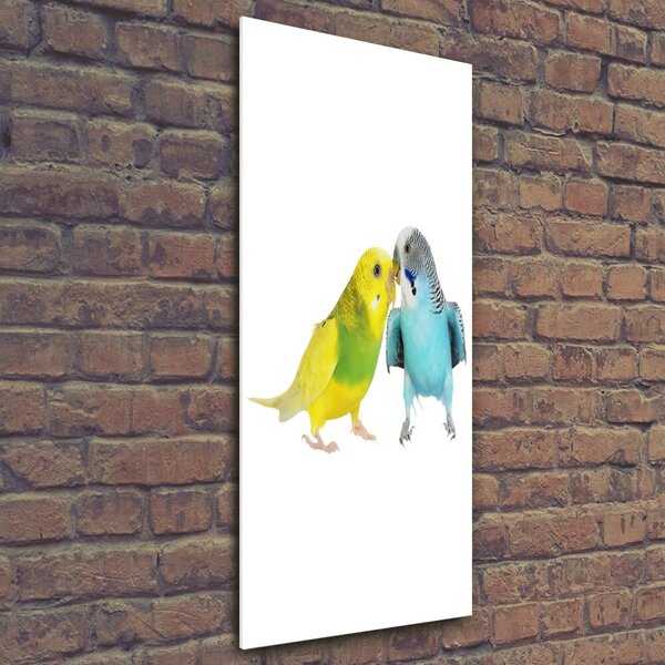 Fotografie imprimată pe sticlă budgies