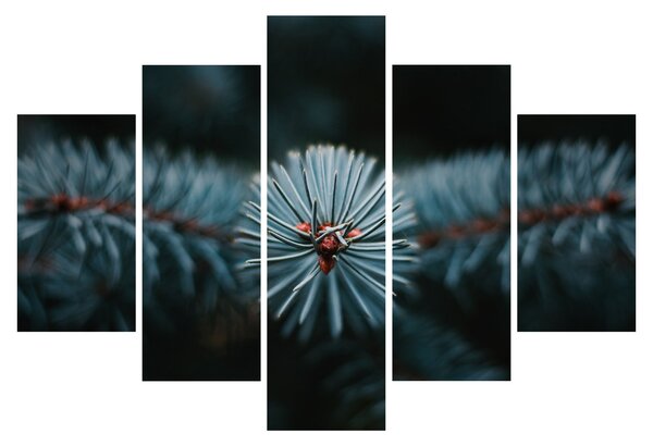 Tablou -Crenguțe ale unui conifer (150x105 cm)