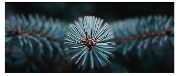 Tablou -Crenguțe ale unui conifer (120x50 cm)