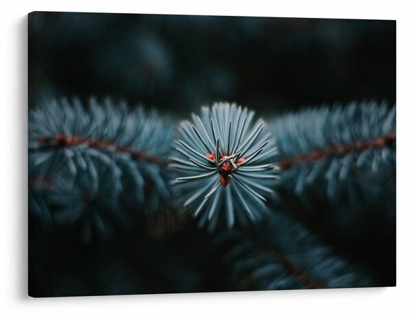 Tablou -Crenguțe ale unui conifer (70x50 cm)