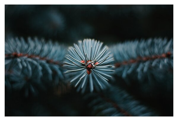 Tablou -Crenguțe ale unui conifer (90x60 cm)
