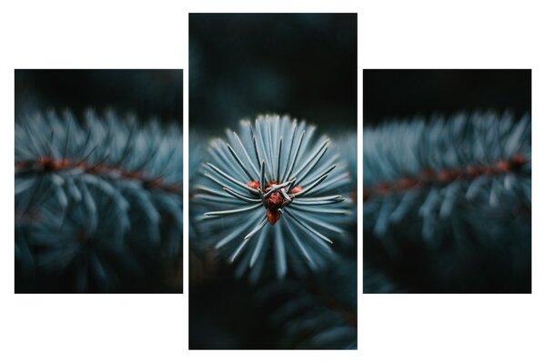 Tablou -Crenguțe ale unui conifer (90x60 cm)