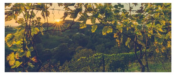 Tablou - Podgorii (120x50 cm)