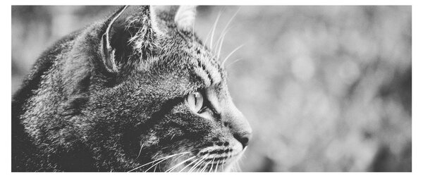 Tablou - Pisica (120x50 cm)