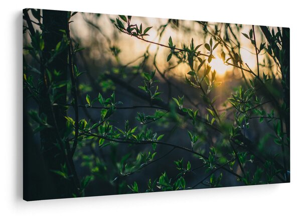 Tablou - Soarele strălucind printre crengile copacilor (90x60 cm)