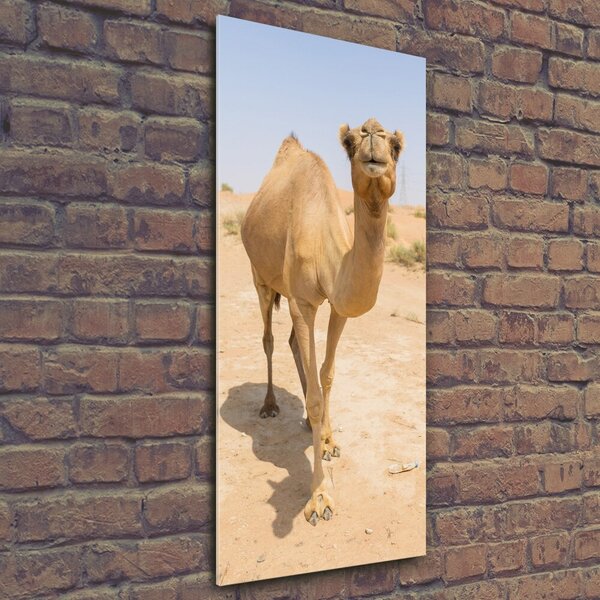 Fotografie imprimată pe sticlă Camel în deșert