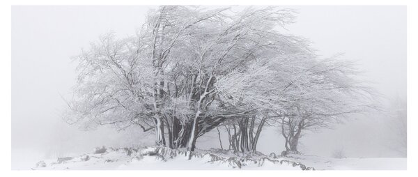 Tablou - Iarnă albă (120x50 cm)