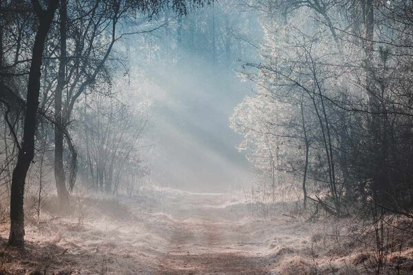 Fototapetă vlies ceață de dimineață în pădure 375 x 250 cm