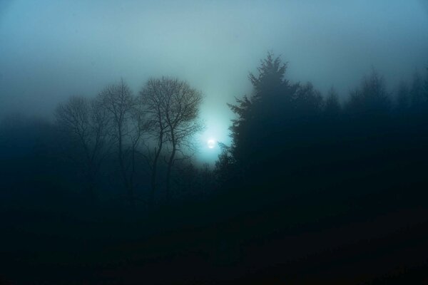 Fototapetă vlies pădure în ceață de noapte 375 x 250 cm