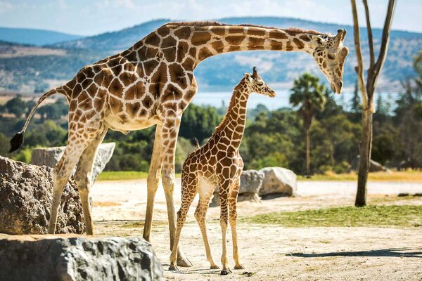 Fototapetă vlies familie de girafe 375 x 250 cm