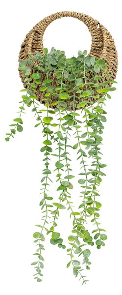 Planta de eucalipt suspendată naturală Zea înălțime 70 cm