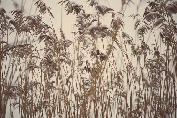 Fototapetă vlies iarbă înghețată 375 x 250 cm
