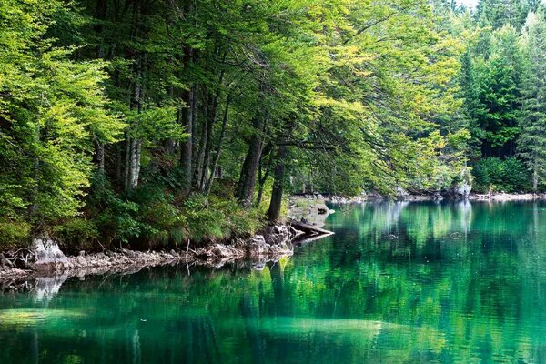 Fototapetă vlies lac și pădure 375 x 250 cm