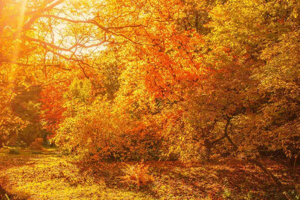 Fototapetă vlies arțari de toamnă 375 x 250 cm