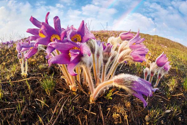 Fototapetă vlies pasqueflower de primăvară 375 x 250 cm