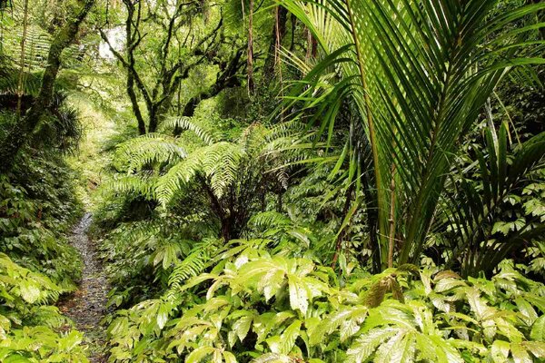 Fototapetă vlies junglă tropicală 375 x 250 cm