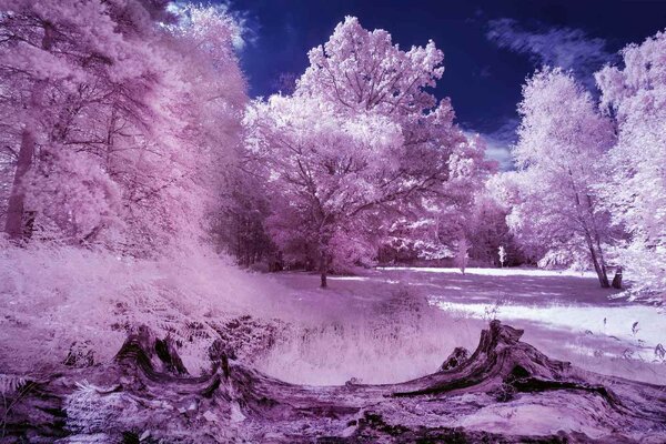 Fototapetă vlies pădure în infraroșu 375 x 250 cm