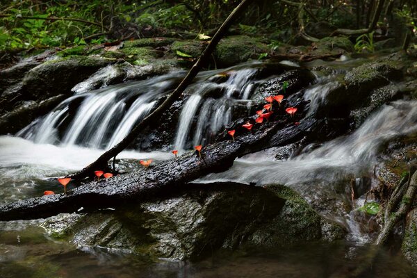 Fototapetă vlies cascada forest 375 x 250 cm