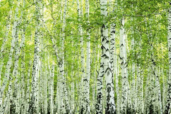 Fototapetă vlies pădure de mesteceni de primăvară 375 x 250 cm