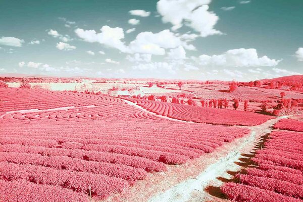 Fototapetă vlies peisaj infraroșu 375 x 250 cm