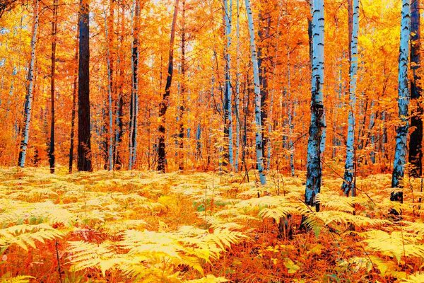Fototapetă vlies pădure galbenă de toamnă 375 x 250 cm