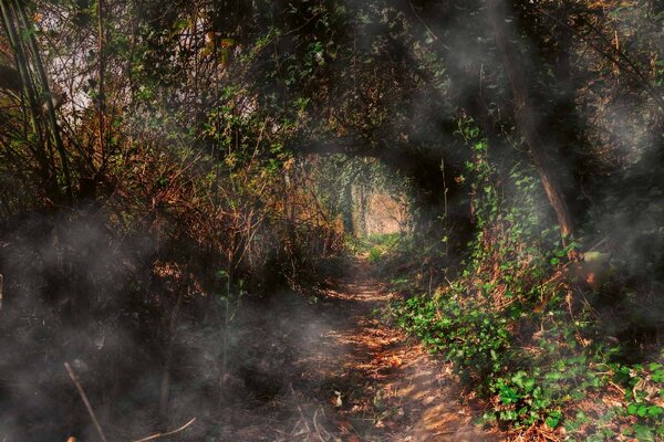 Fototapetă vlies cale misterioasă prin pădure 375 x 250 cm
