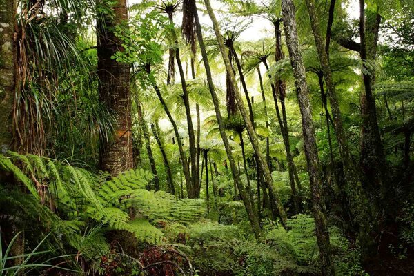 Fototapetă vlies pădure tropicală luxuriantă 375 x 250 cm