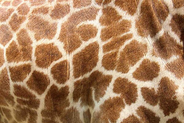 Fototapetă vlies piele de girafă 375 x 250 cm