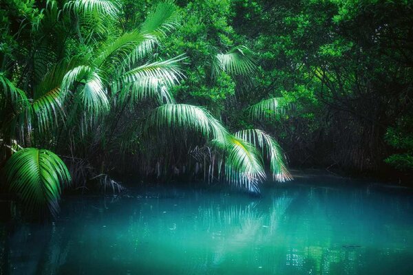 Fototapetă vlies pădure tropicală de mangrove 375 x 250 cm