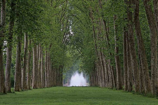 Fototapetă vlies parcul versailles 375 x 250 cm