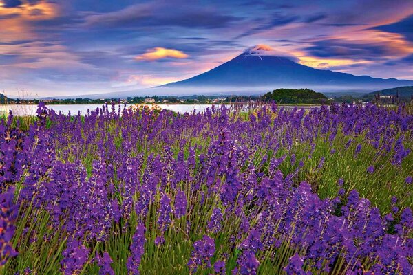Fototapetă vlies lavandă cu muntele fuji 375 x 250 cm
