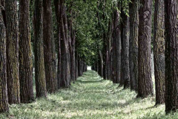 Fototapetă vlies pădure ierboasă 375 x 250 cm