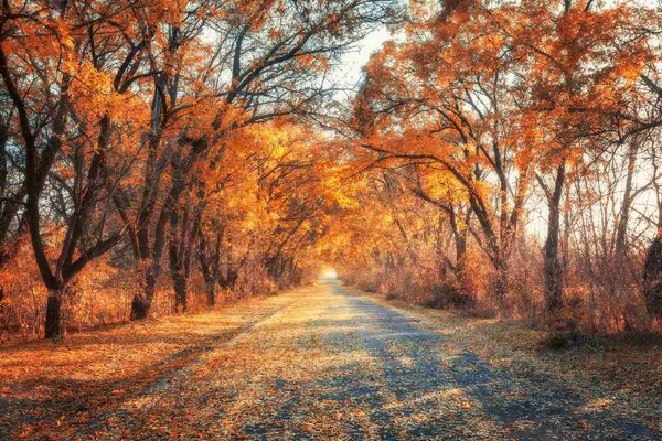 Fototapetă vlies cale de-a lungul unei alei de toamnă 375 x 250 cm