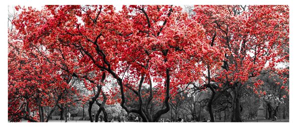 Tablou - Copacii roșii, Central Park, New York (120x50 cm)