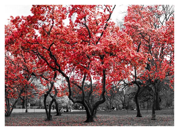 Tablou - Copacii roșii, Central Park, New York (70x50 cm)