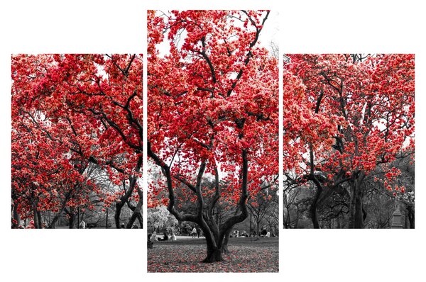 Tablou - Copacii roșii, Central Park, New York (90x60 cm)