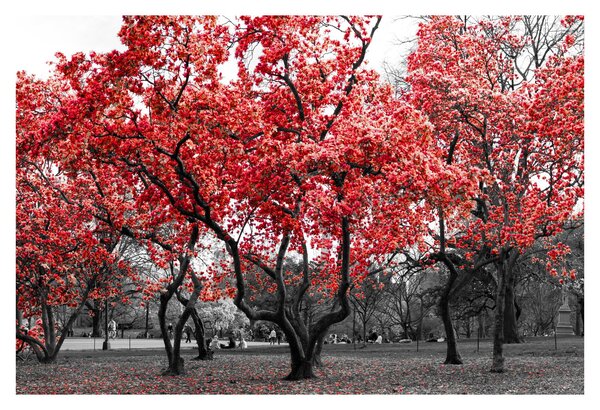 Tablou - Copacii roșii, Central Park, New York (90x60 cm)