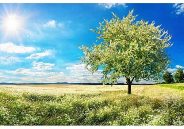 Fototapetă vlies copac pe pajiște 375 x 250 cm