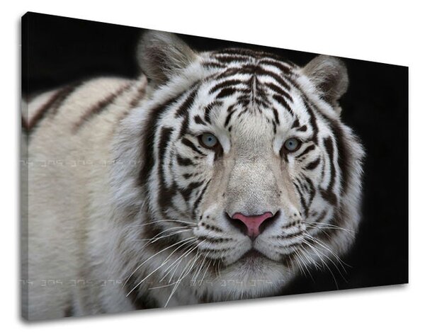 Tablou de perete ANIMALE - 20x30 cm