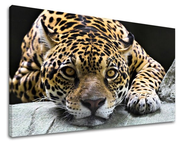Tablou de perete ANIMALE - 20x30 cm