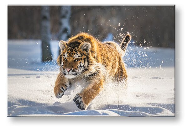 Tablou de perete ANIMALS_048-11 - 20x30 cm